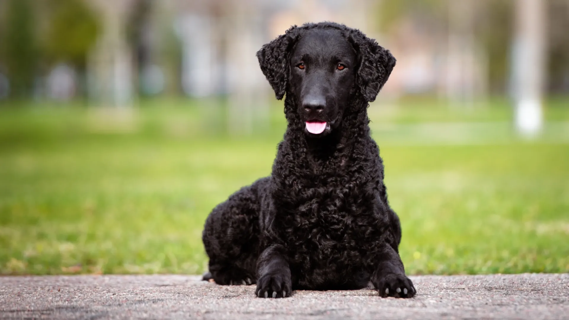 Retriever (Curly Coated)